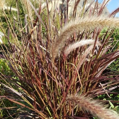 Elymus elymoides — flower