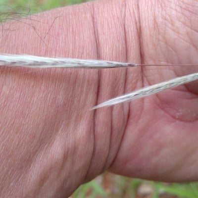 Vulpia ciliata — flower