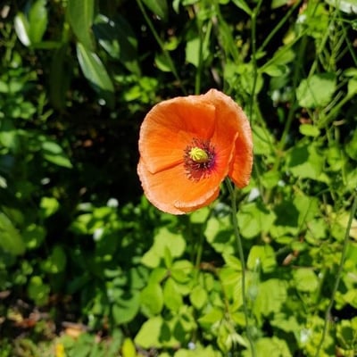 Papaver dubium — flower