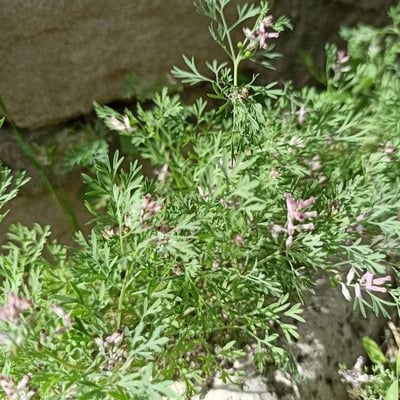 Fumaria vaillantii — flower