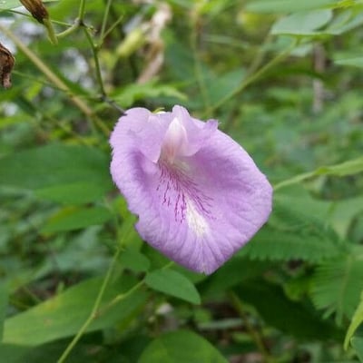 Clitoria mariana — flower