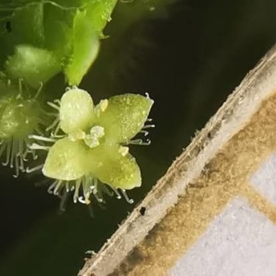Galium murale — flower