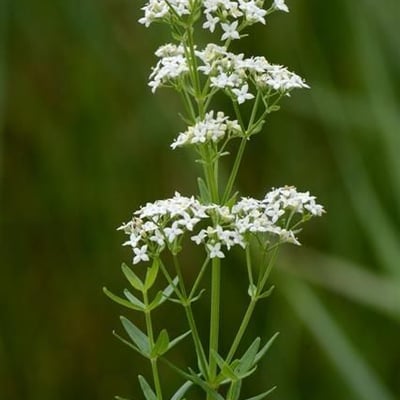 Galium boreale — flower