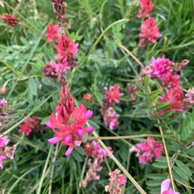 Onobrychis montana — flower