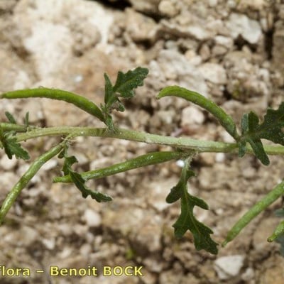Erucastrum supinum — habit