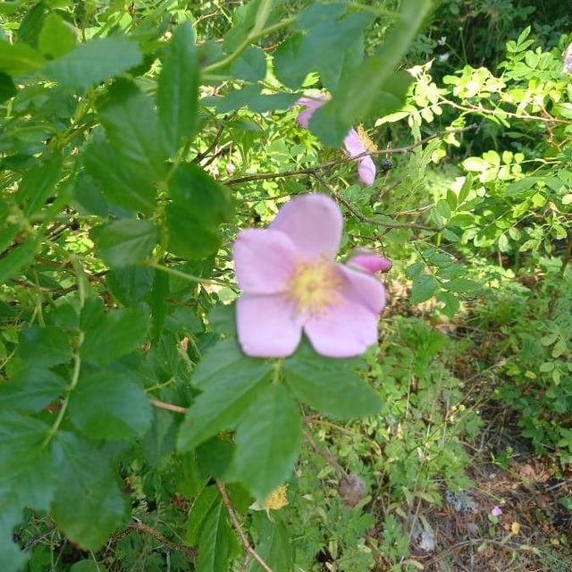 Rosa carolina — flower