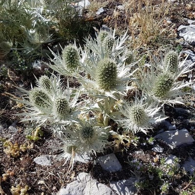 Eryngium spinalba — flower