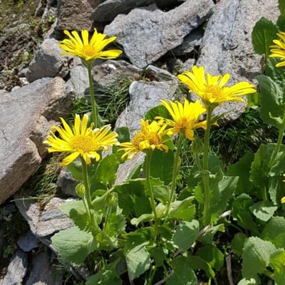 Doronicum grandiflorum — flower