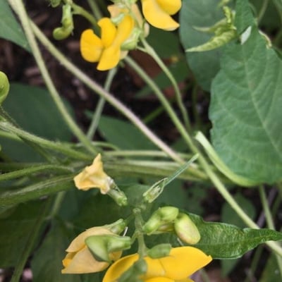 Vigna radiata — flower