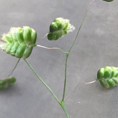 Briza minor — flower