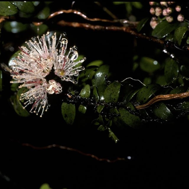 Metrosideros diffusa — flower
