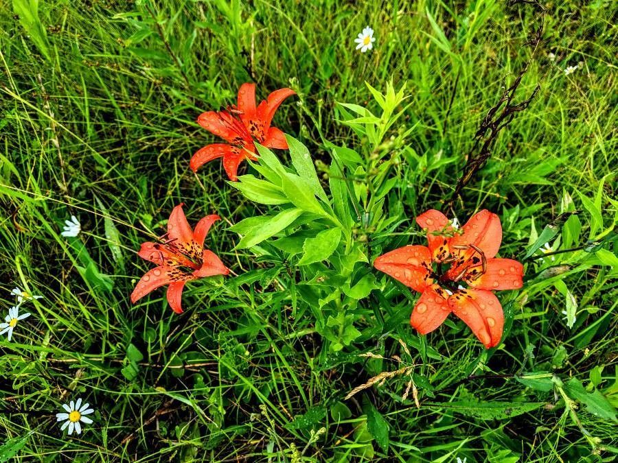 Flame lily