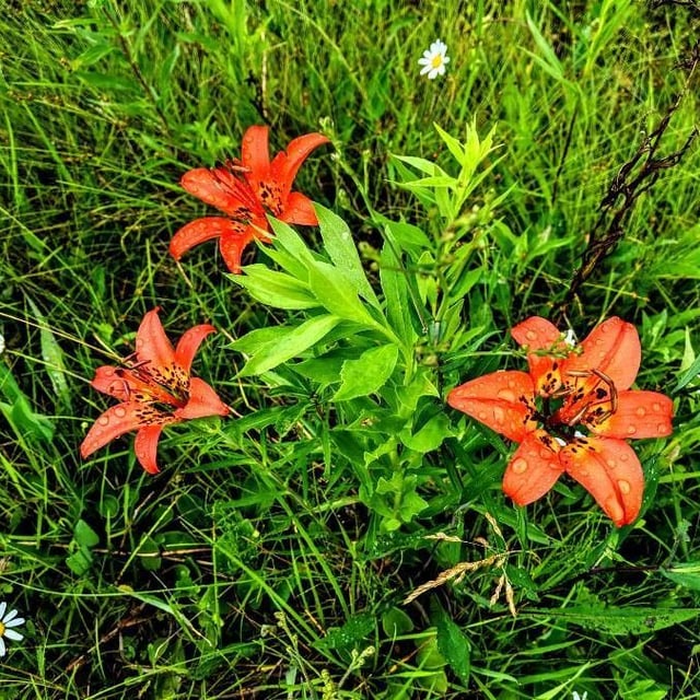 Lilium philadelphicum — flower