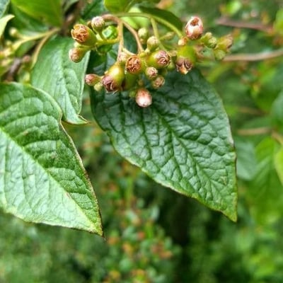 Cotoneaster bullatus — flower