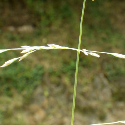 Puccinellia distans — flower