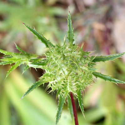Atractylis cancellata — flower