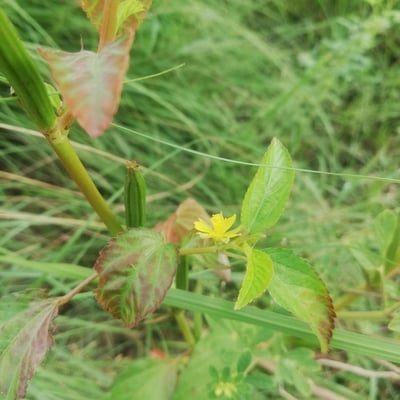 Corchorus olitorius — flower