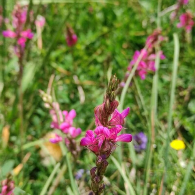 Onobrychis montana — flower