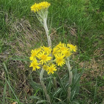Tephroseris helenitis — flower