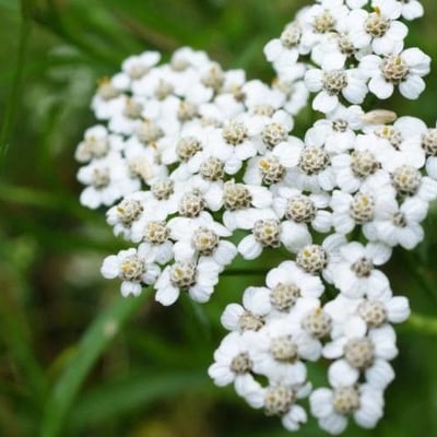 Achillea odorata — flower