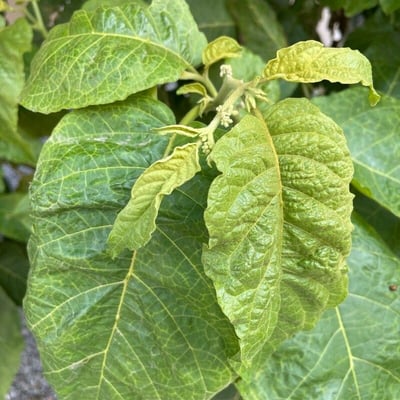 Solanum paniculatum — leaf