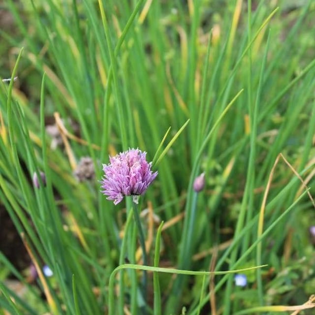 Allium lusitanicum — flower