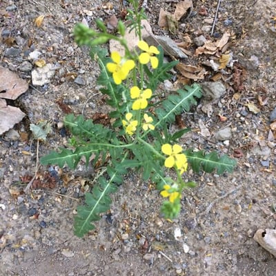 Coincya monensis — flower