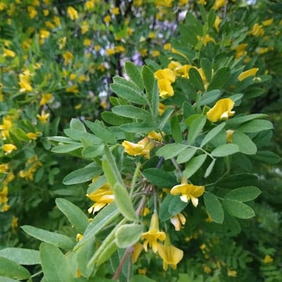 Caragana arborescens — flower