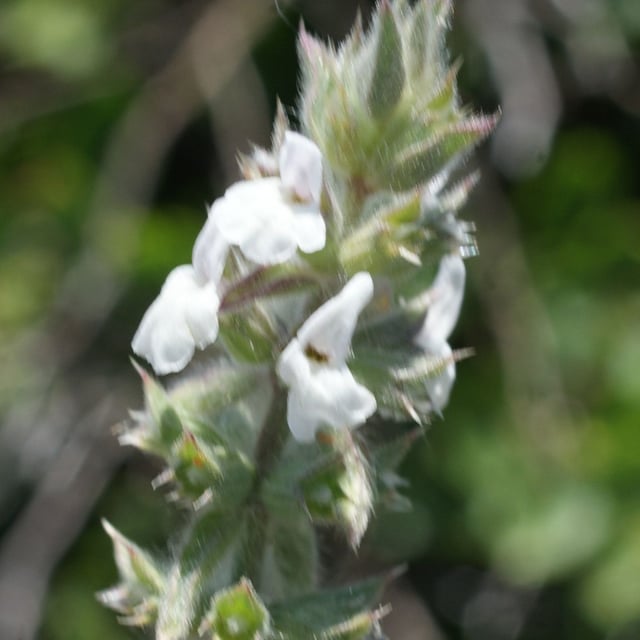 Sideritis romana — flower
