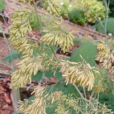 Macleaya cordata — flower