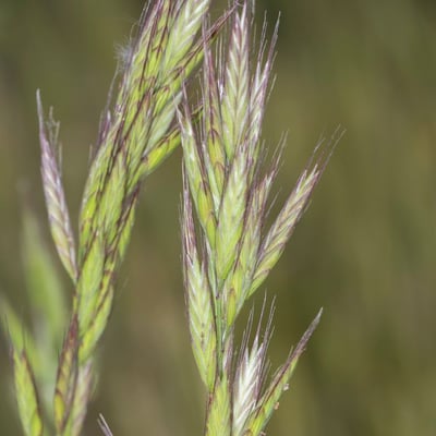 Bromus lanceolatus — flower