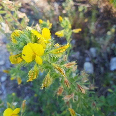 Ononis viscosa — flower
