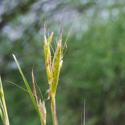 Andropogon gayanus — leaf