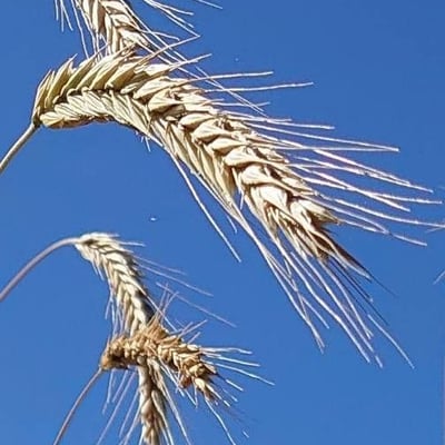 Secale cereale — flower
