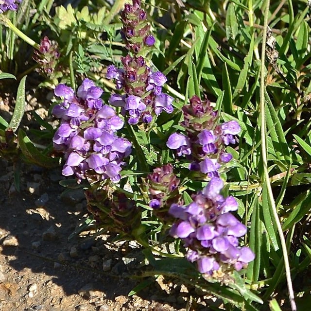Prunella hyssopifolia — flower