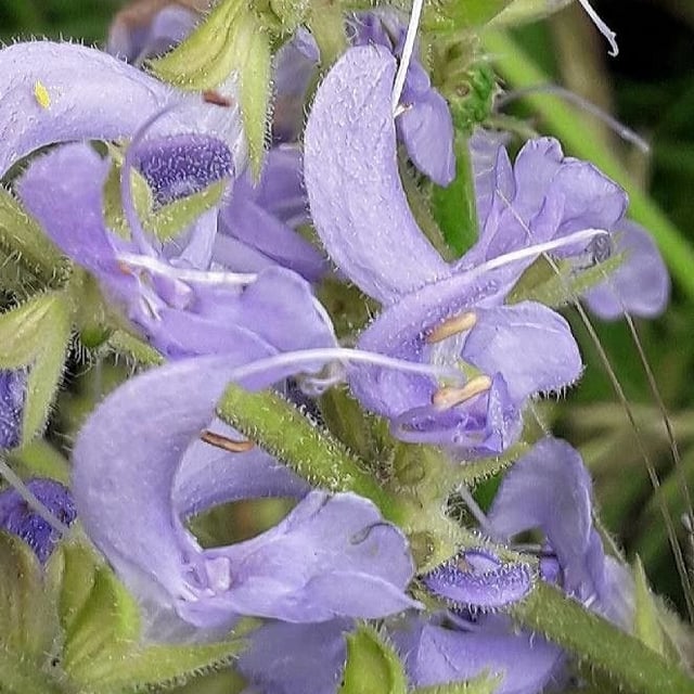 Salvia pratensis — flower