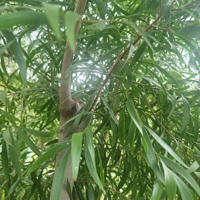 Acacia confusa — leaf