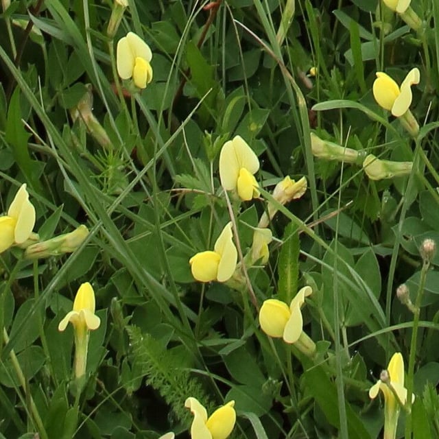 Lotus maritimus — flower