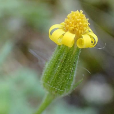 Senecio viscosus — flower