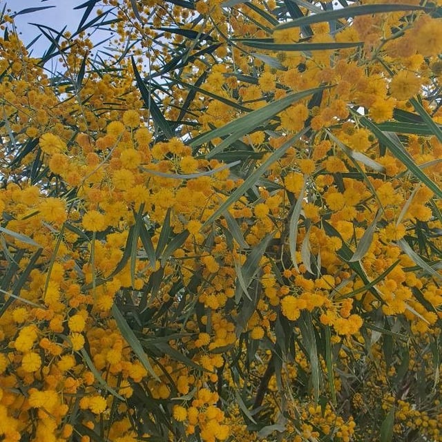 Acacia saligna — flower