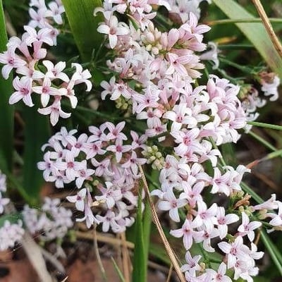 Asperula cynanchica — flower