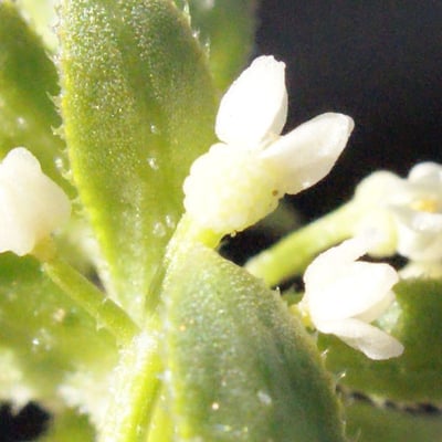 Galium verrucosum — flower