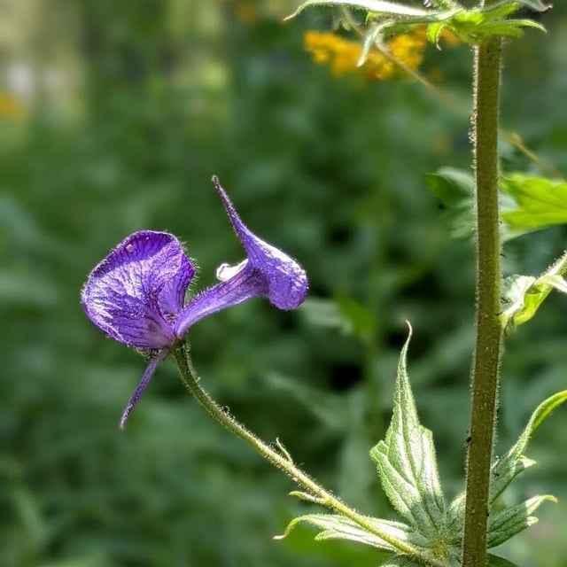 Aconitum columbianum — flower