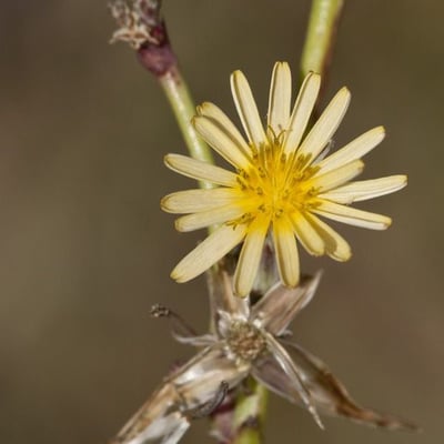 Launaea intybacea — flower