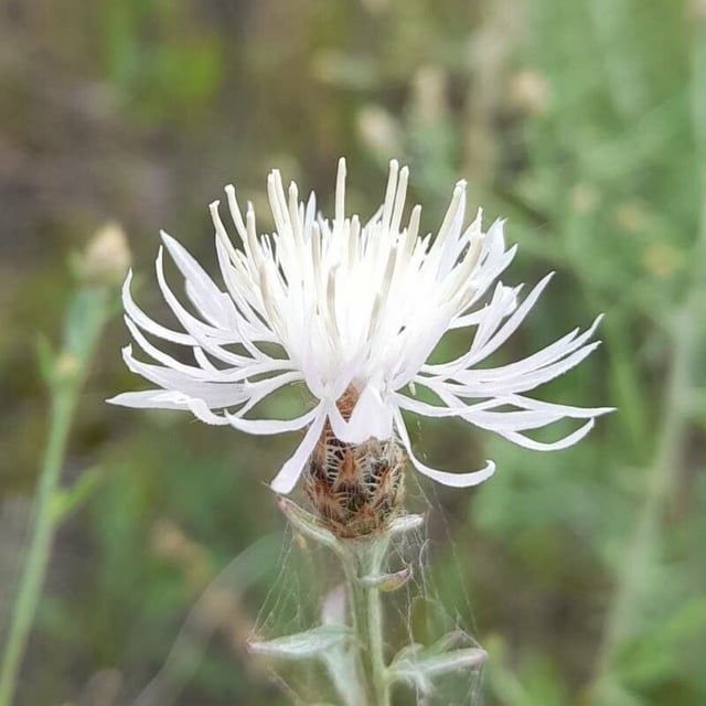 Centaurea diffusa — flower
