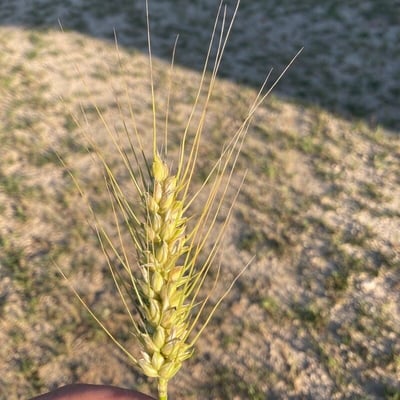 Triticum turgidum — flower