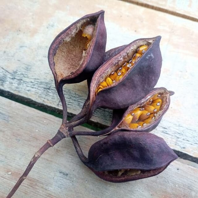 Brachychiton populneus — flower