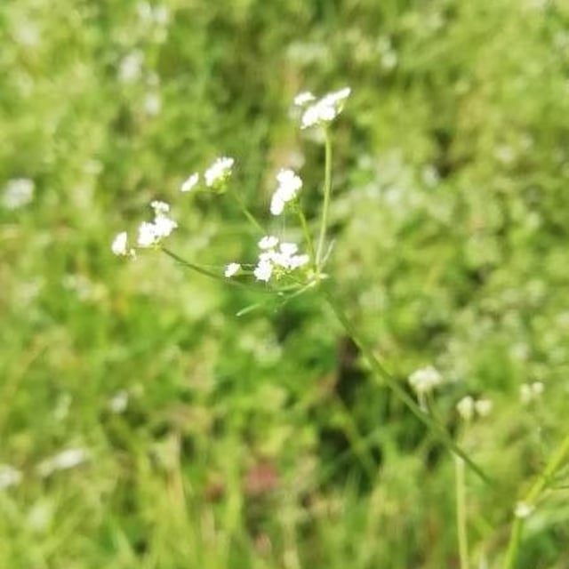 Sison amomum — flower