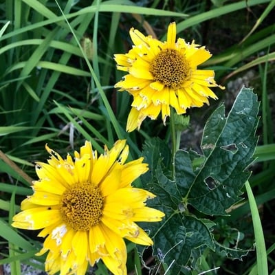 Verbesina encelioides — flower