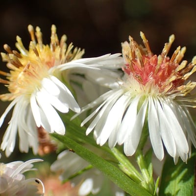 Symphyotrichum × salignum — flower